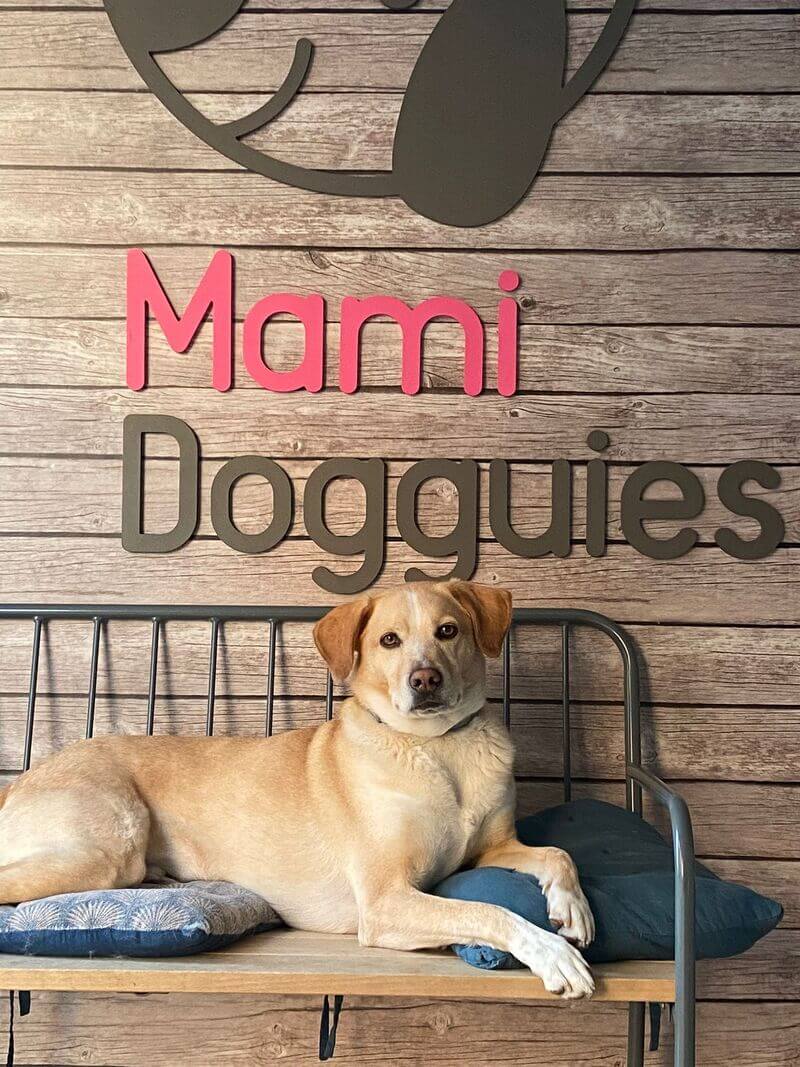 novedades mami dogguies cuidado de perros en madrid
