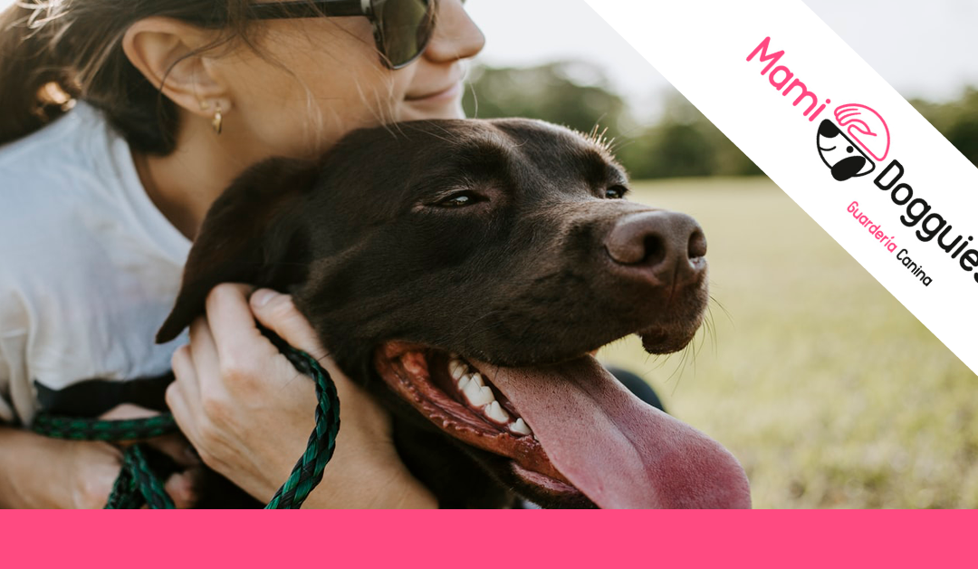 ¿Cómo es la nueva ley de Protección Animal en España?￼