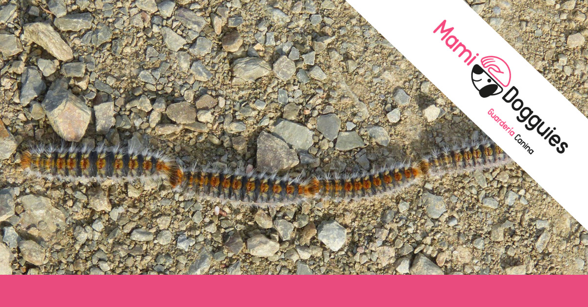 oruga procesionaria
