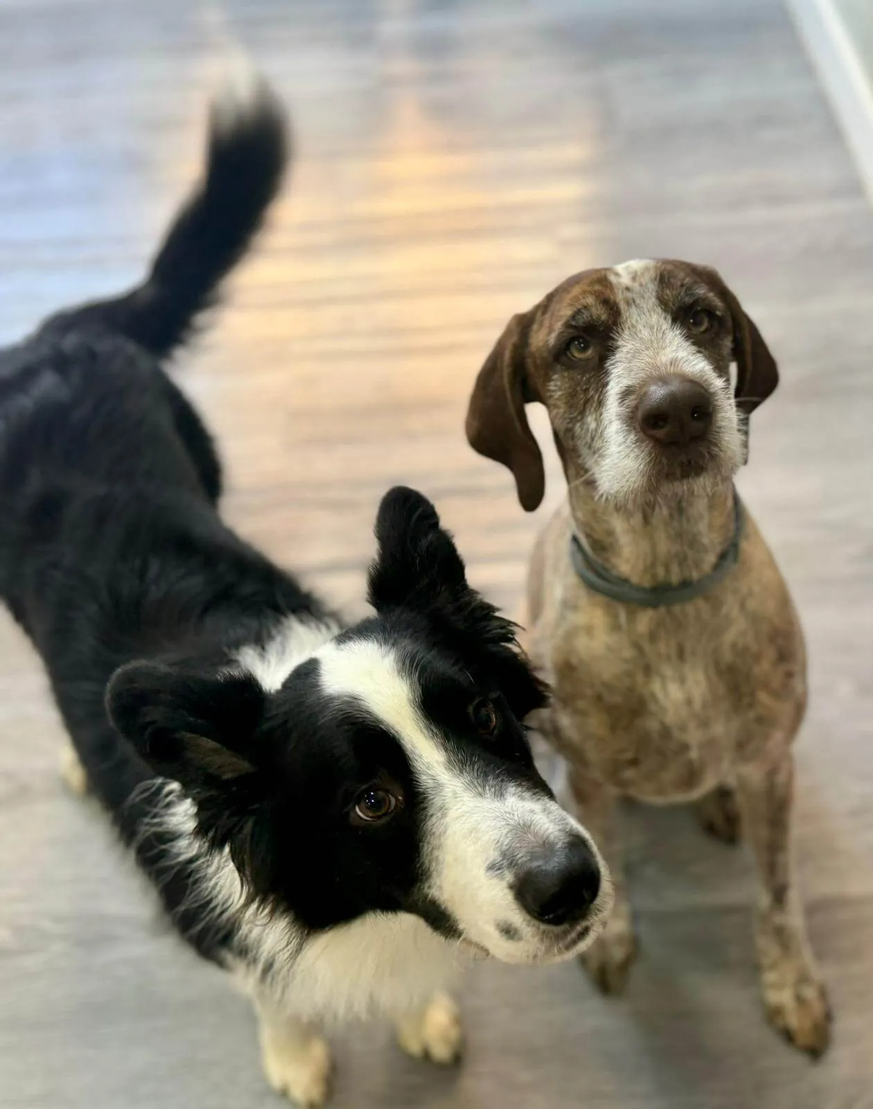 pareja de perros mamidogguies