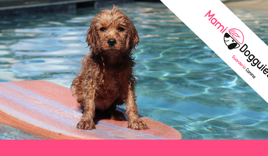 Piscinas y parques acuáticos para perros 2022
