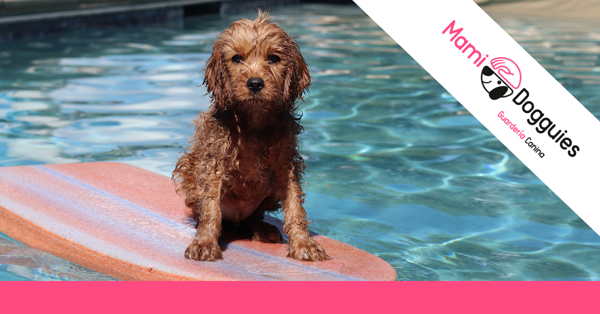 parques acuaticos perros 2022 piscinas perros