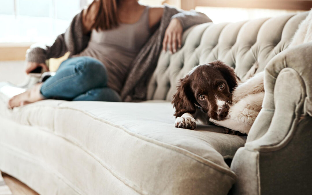 ¿Por qué es malo humanizar a los perros?￼
