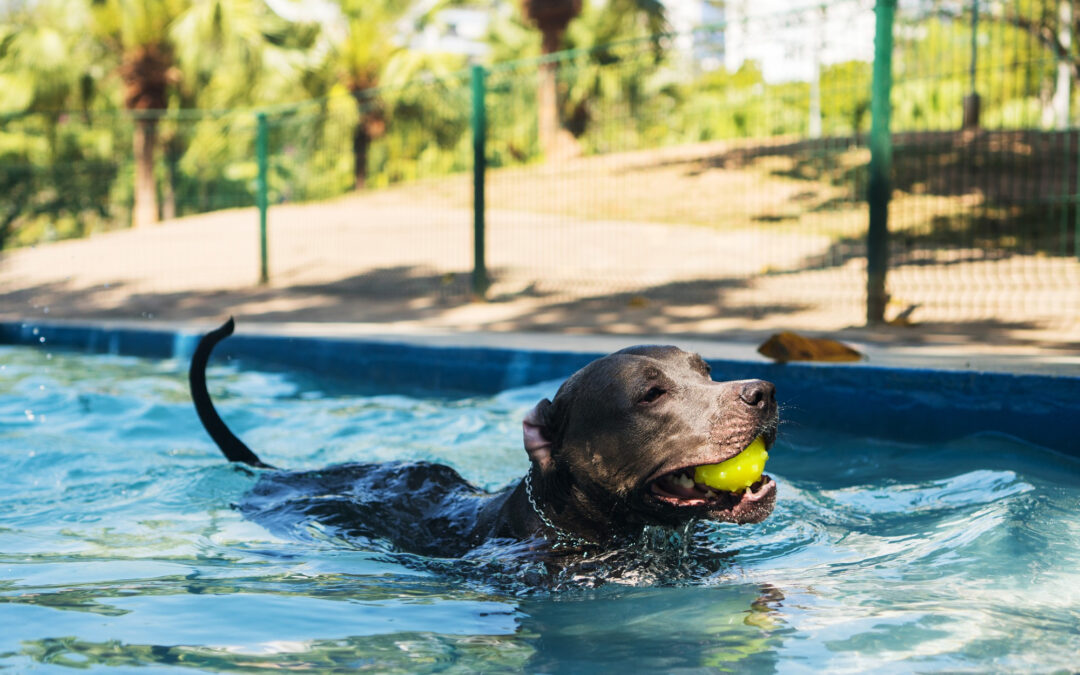 Piscinas y parques acuáticos para perros 2022
