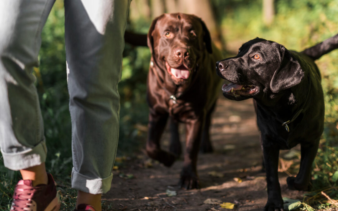La importancia de la socialización en perros￼