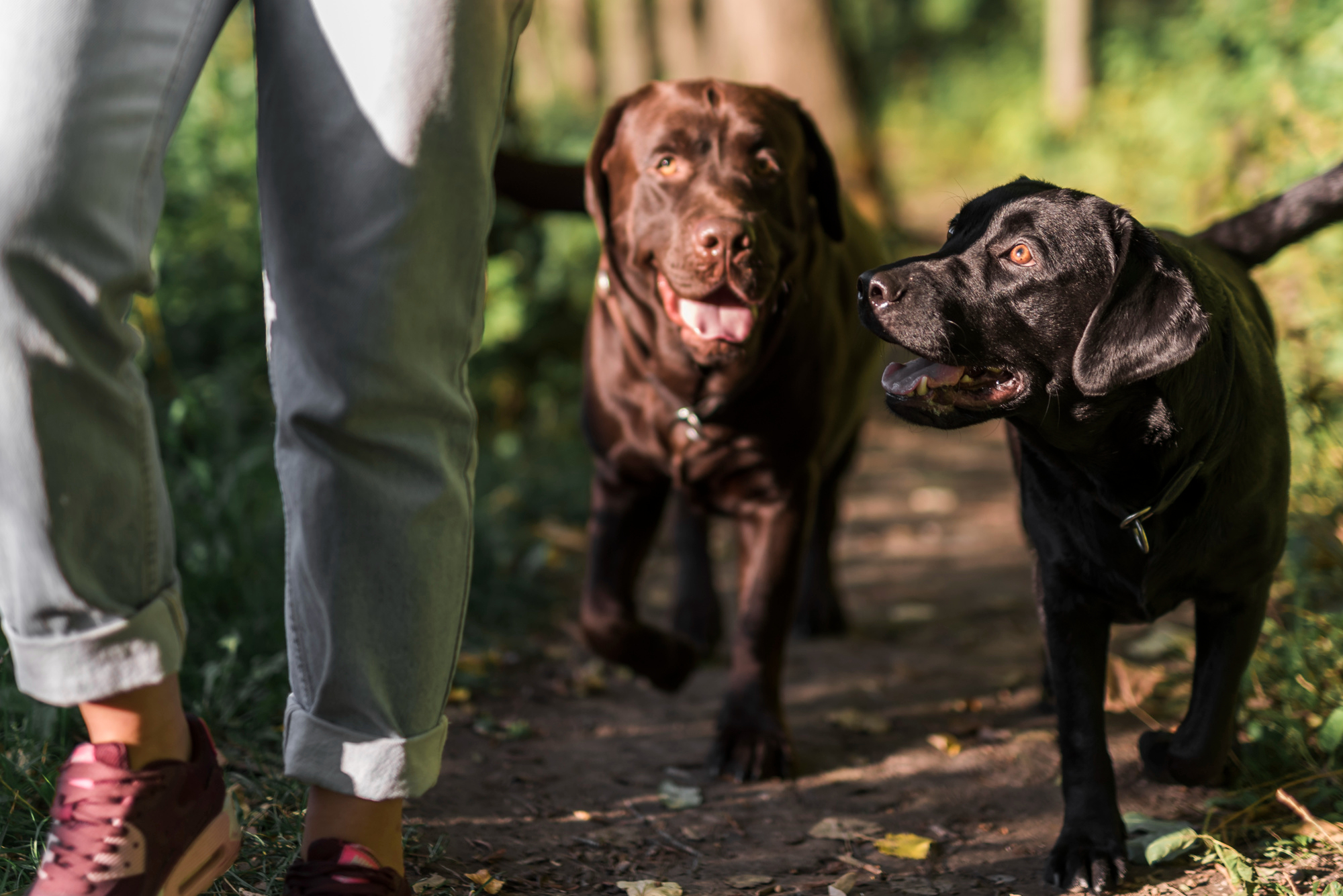 perros socializando