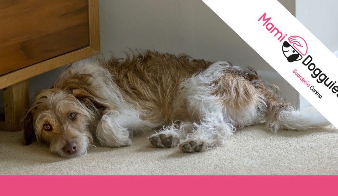 Miedo a los petardos: consejos para ayudar a tu perro a sobrellevarlo