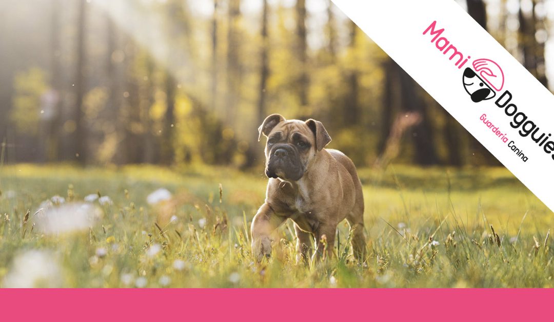 Planes con perros: ¡Una escapada segura con tu perro al campo!