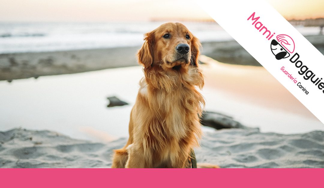 11 playas para perros en España a las que ir en 2022