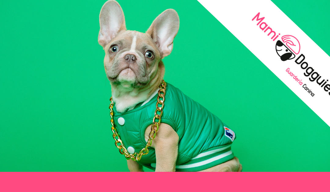 ¿Por qué es malo humanizar a los perros?