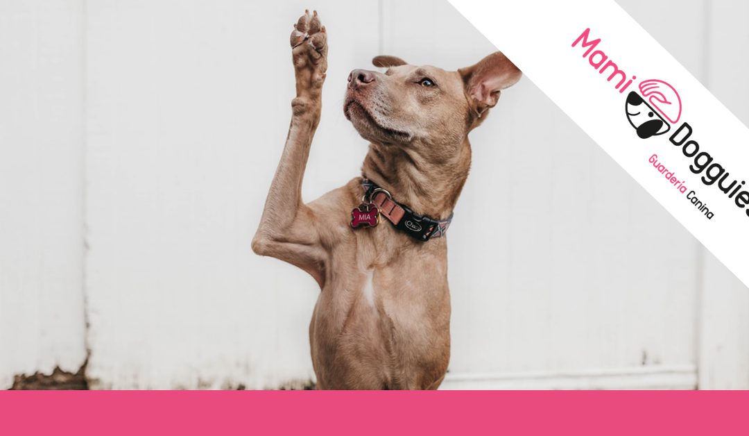 Cómo educar a tu perro: ¿Necesitas un adiestrador canino?