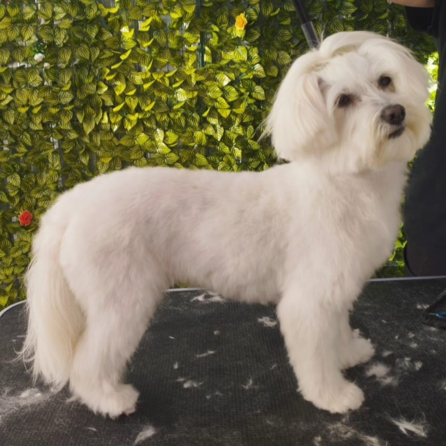 recorte y peinado canino
