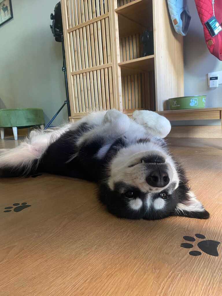 servicios de guarderia de perros en madrid mami dogguies