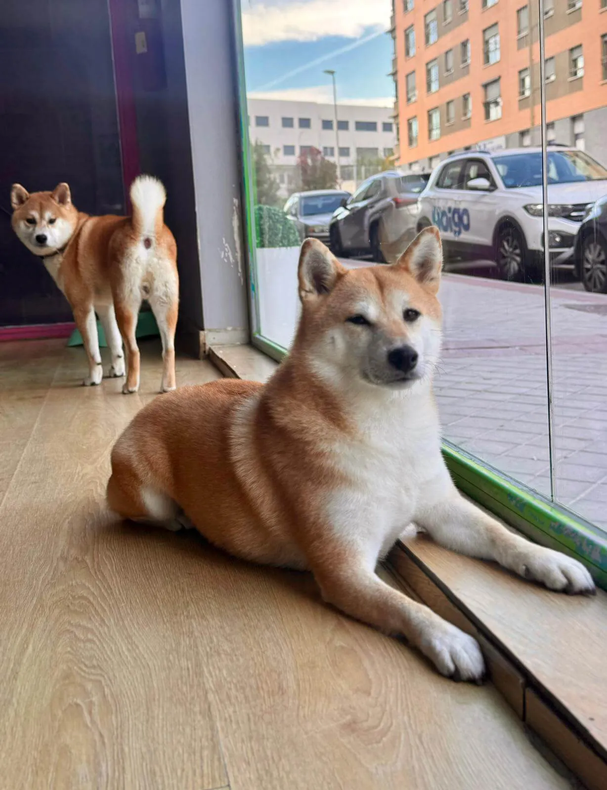 shiba inu mamidogguies
