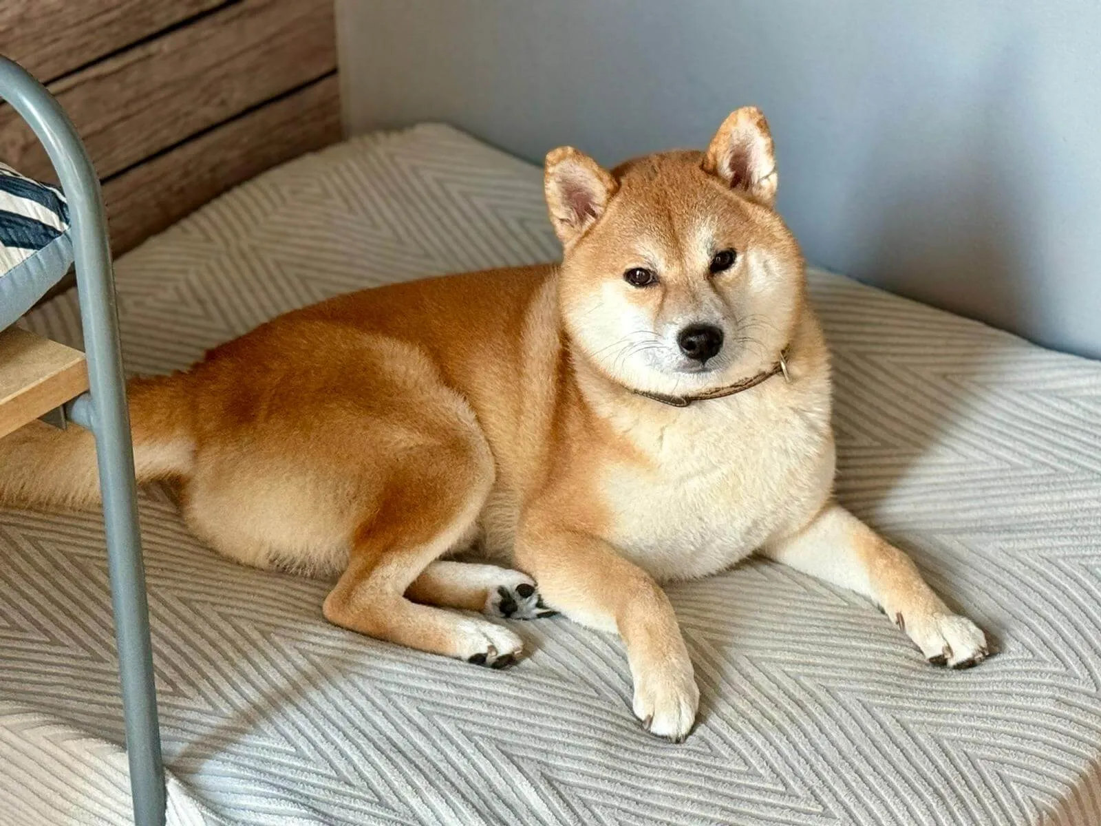 shiba inu tumbado