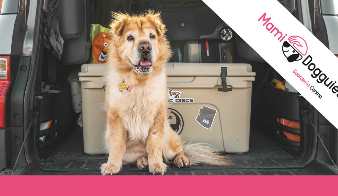 Los mejores consejos para viajar con tu perro en coche