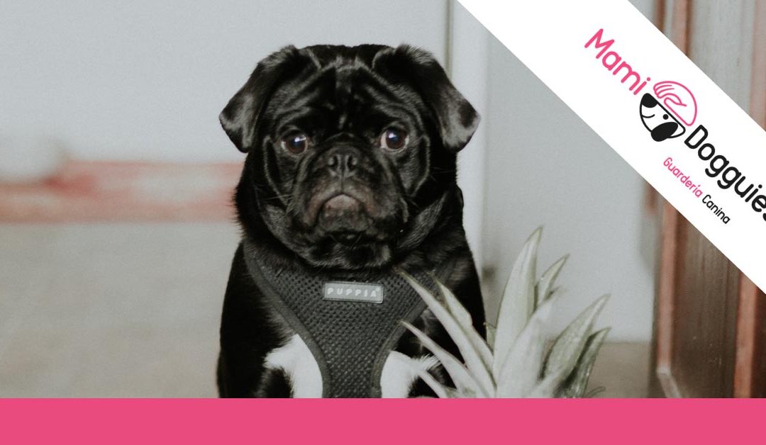 Vuelta al trabajo: ¿Qué hago con mi perro?